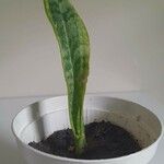 Sansevieria hyacinthoides Folha