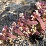 Polygonum plebeium Vekstform