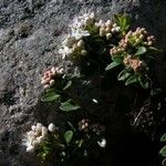 Kalmia buxifolia ശീലം