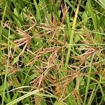 Cyperus longus Flor