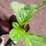 Amaranthus blitum Φύλλο