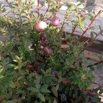 Vaccinium macrocarpon Фрукт