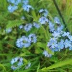 Myosotis sylvatica Květ