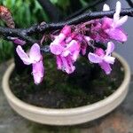 Cercis chinensis 花