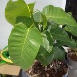 Ficus citrifolia Лист