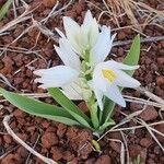 Chlorophytum tuberosum Kukka