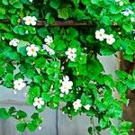 Bacopa repens Cvet