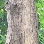 Pterocarpus soyauxii Kéreg/szár