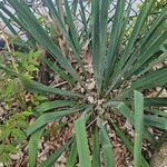 Yucca flaccida Leaf