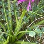 Cirsium acaule Liść