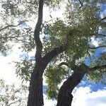 Eucalyptus sideroxylon Ліст