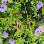 Symphyotrichum oblongifolium पत्ता