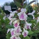 Melittis melissophyllum Flower