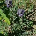 Carthamus caeruleus Blomma