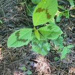 Persicaria virginianaBlad