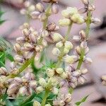 Lomandra obliqua Flor
