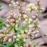 Lomandra obliqua