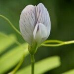 Vicia articulata Flower