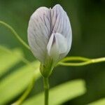 Vicia articulata