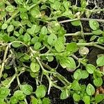 Stellaria apetala Blad