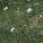 Dianthus arenarius Habit