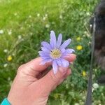 Anemone apennina Flower