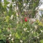 Melaleuca alternifolia Çiçek