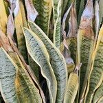 Dracaena trifasciata Leaf