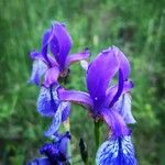 Iris sibirica Kvet