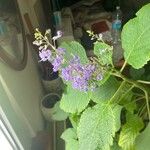 Plectranthus fruticosus Blüte
