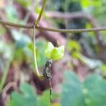 Tropaeolum capillare