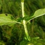 Scrophularia oblongifolia Leaf