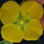 Ludwigia nervosa Hoja
