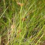 Rhynchospora fusca Autre