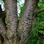 Prunus sargentii Bark