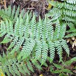 Polystichum braunii Лист