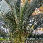 Phoenix canariensis Листок