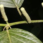 Piper sublineatum 樹皮