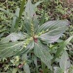 Spigelia anthelmia Folha