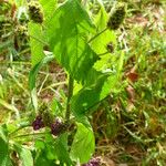 Lantana trifolia Leaf