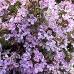 Thymus longicaulis Blüte