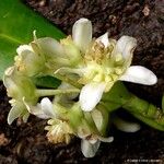 Baloghia inophylla फूल