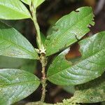 Erythroxylum macrophyllum Leaf