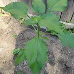 Helianthus annuusBlatt