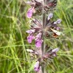 Stachys heraclea Žiedas