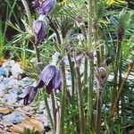 Pulsatilla montana Habitus