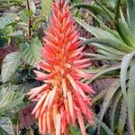 Aloe arborescens Kwiat