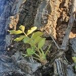 Zanthoxylum chalybeum पत्ता