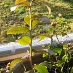 Vaccinium angustifolium Hábito