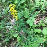 Cytisus nigricans Habit